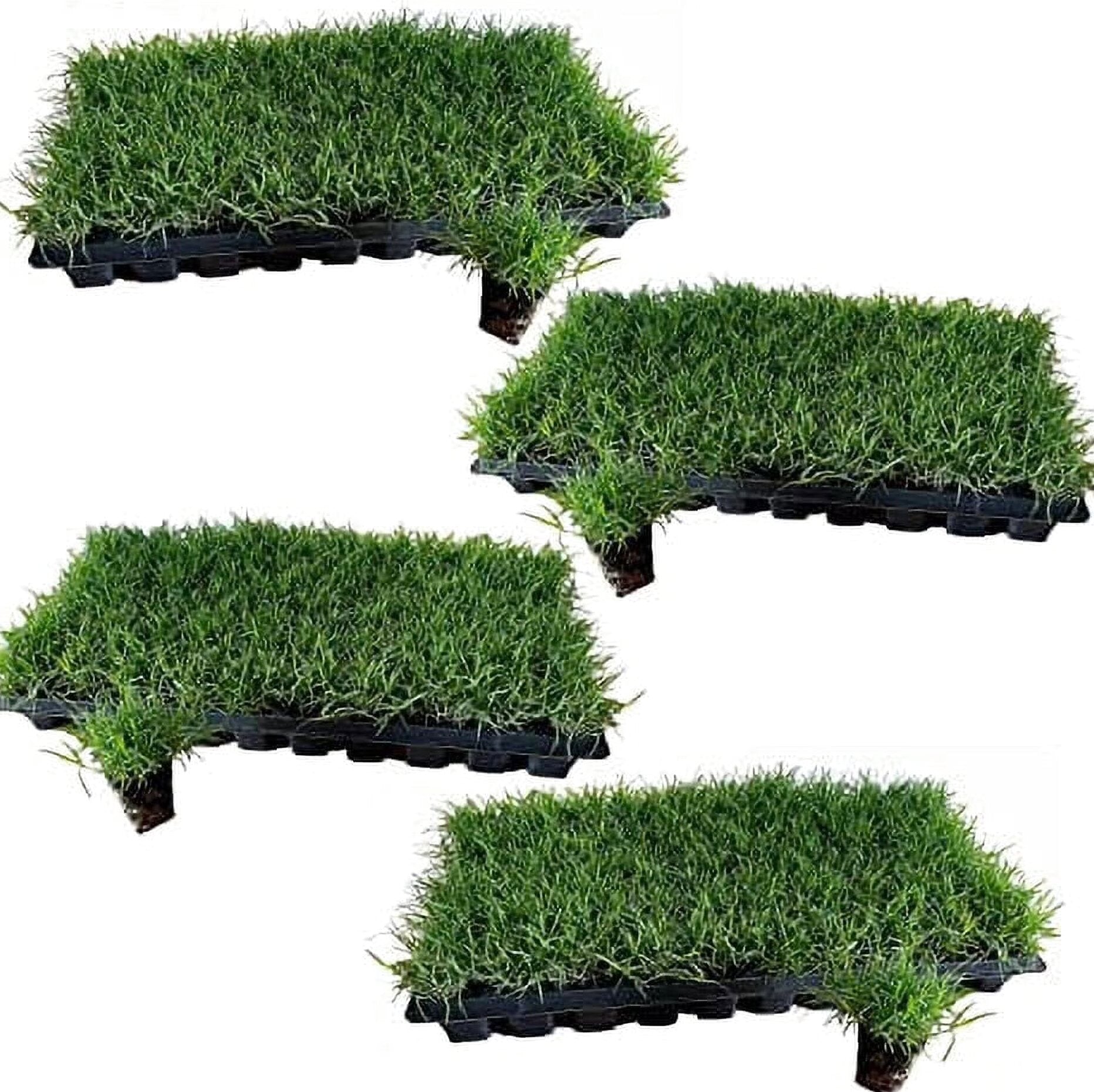 Tahoma 31 Bermuda Grass Plugs – 200 Large Plugs
